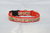 Hundehalsband KROKO 20mm mit rot weiss grün Krokodile