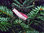 Halsband Sterne in rosa-pink 10mm breit